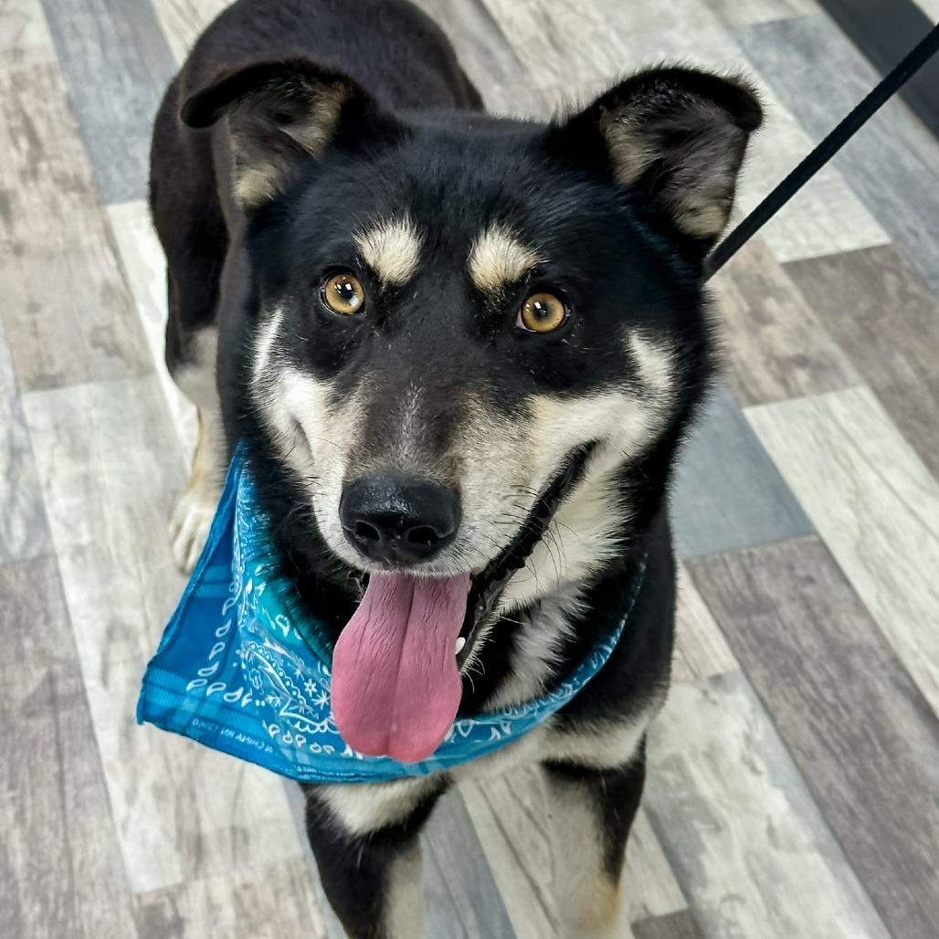 Peluso, Adoptable, Adult Male Shepherd.