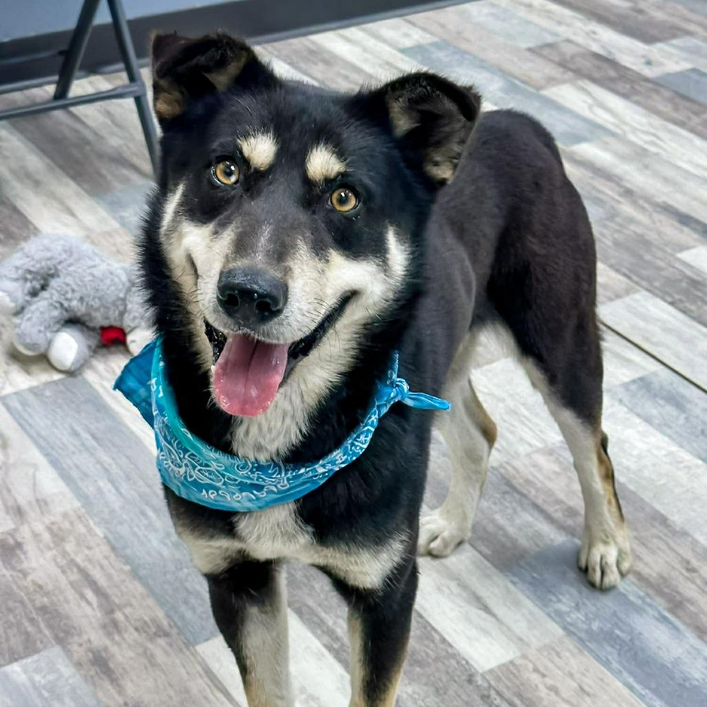 Enlarge Peluso, a Adoptable Shepherd in Lufkin, TX image 2/3