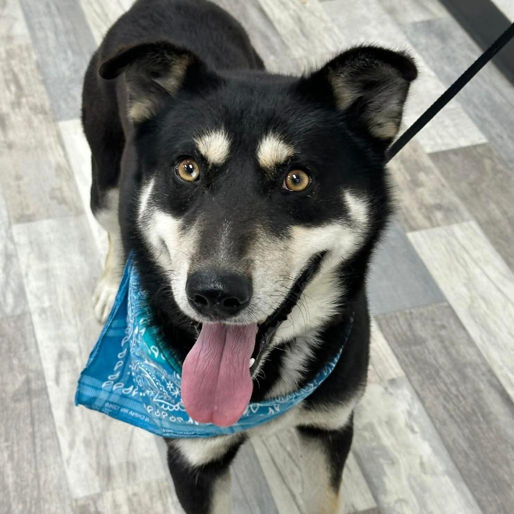 Peluso, Adoptable, Adult Male Shepherd.