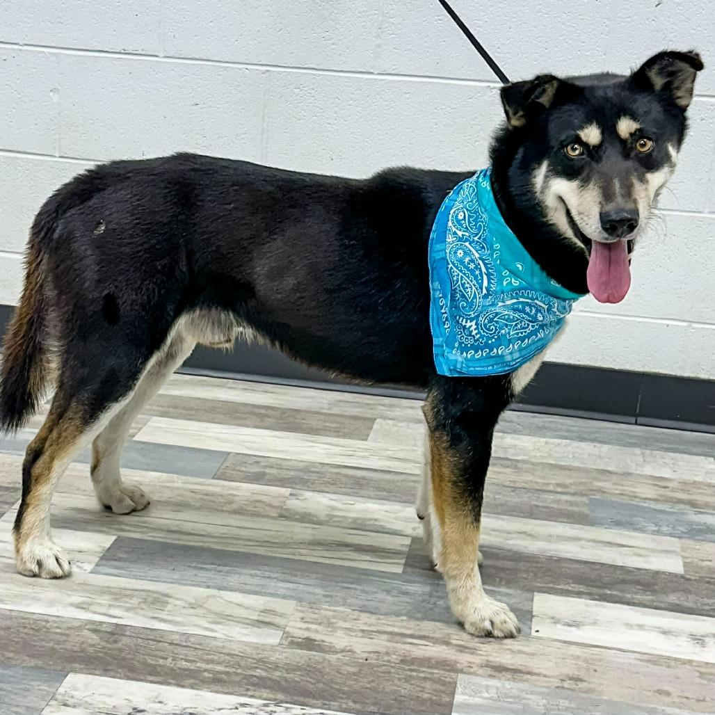 Enlarge Peluso, a Adoptable Shepherd in Lufkin, TX image 3/3