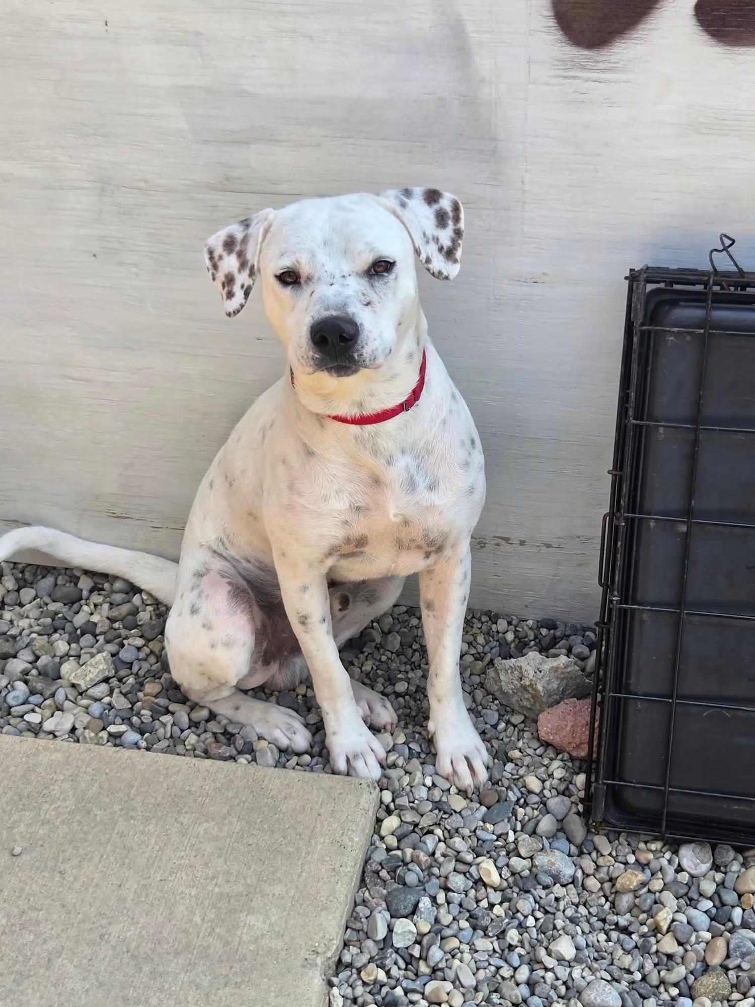 Enlarge Pluto, a ADOPTABLE mixed breed in Sterling Heights, MI image 4/4