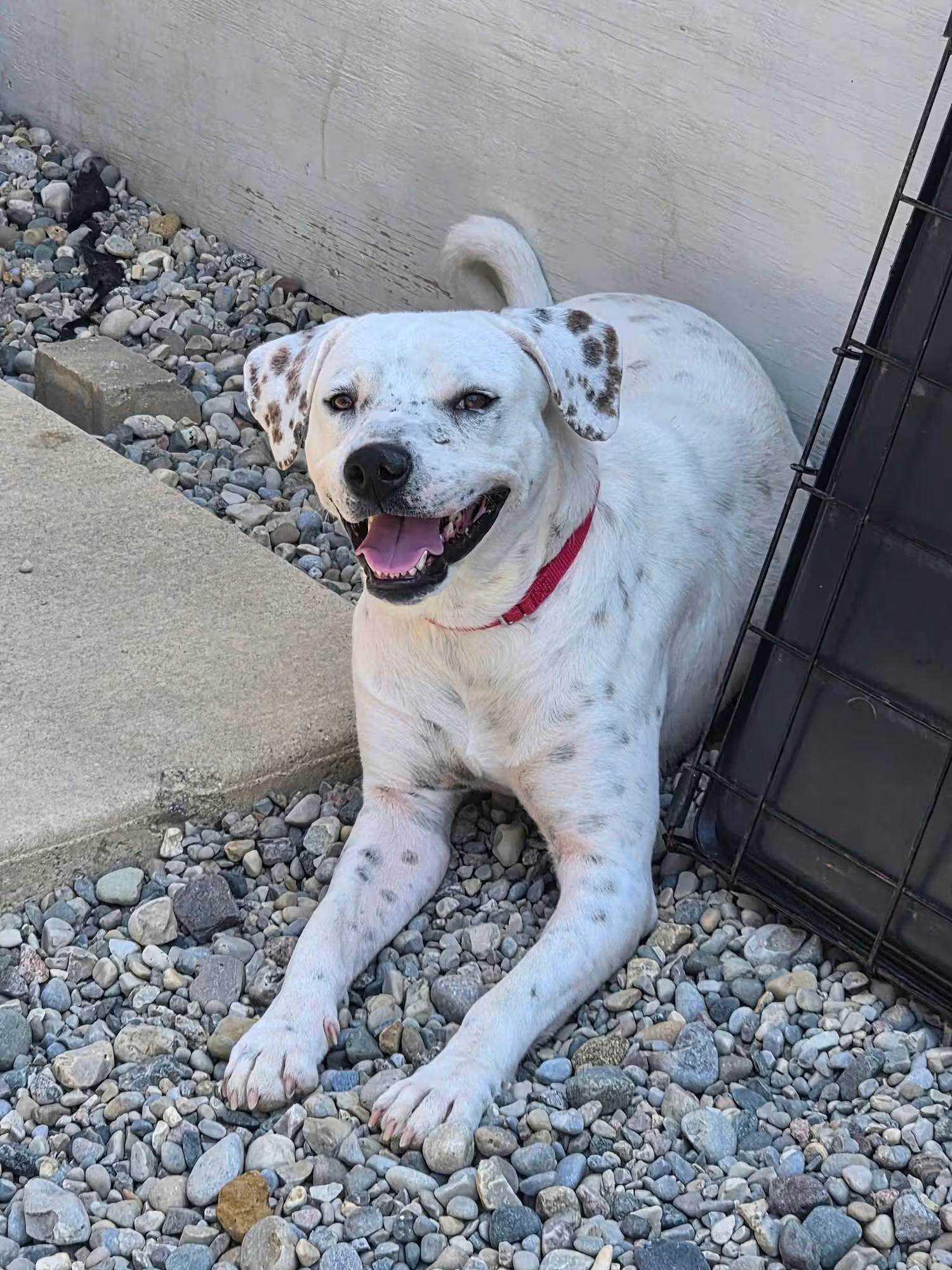 Enlarge Pluto, a ADOPTABLE mixed breed in Sterling Heights, MI image 2/4
