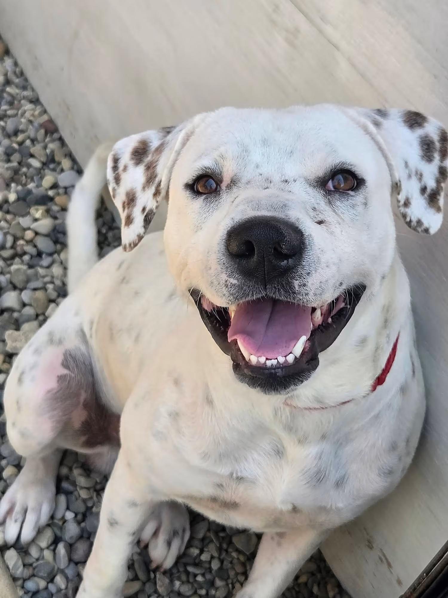 Pluto, ADOPTABLE, Adult Male Terrier.
