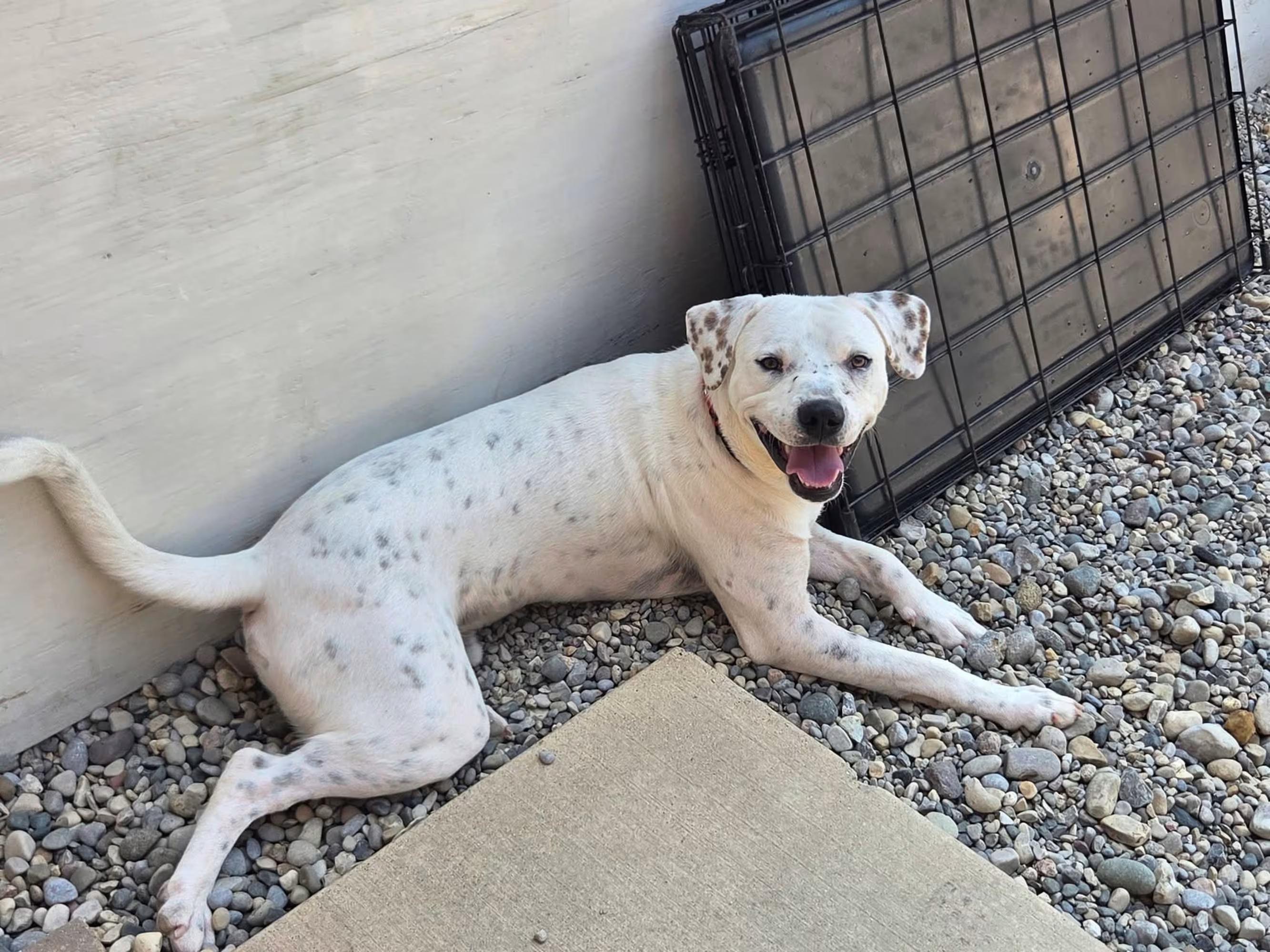 Enlarge Pluto, a ADOPTABLE mixed breed in Sterling Heights, MI image 3/4