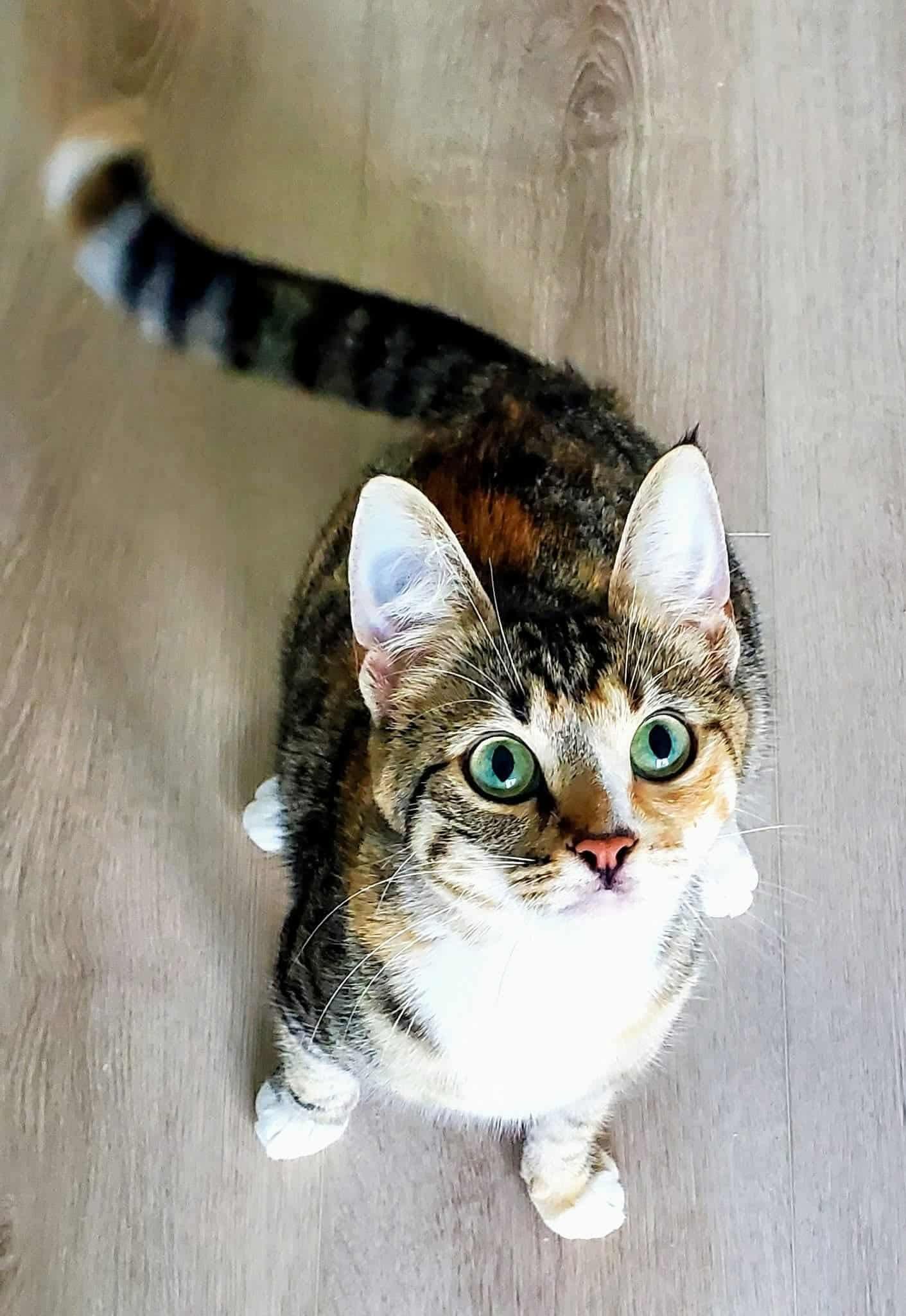 Momma Lily, a Adoptable Domestic Short Hair in Winnipeg, MB image 1/2