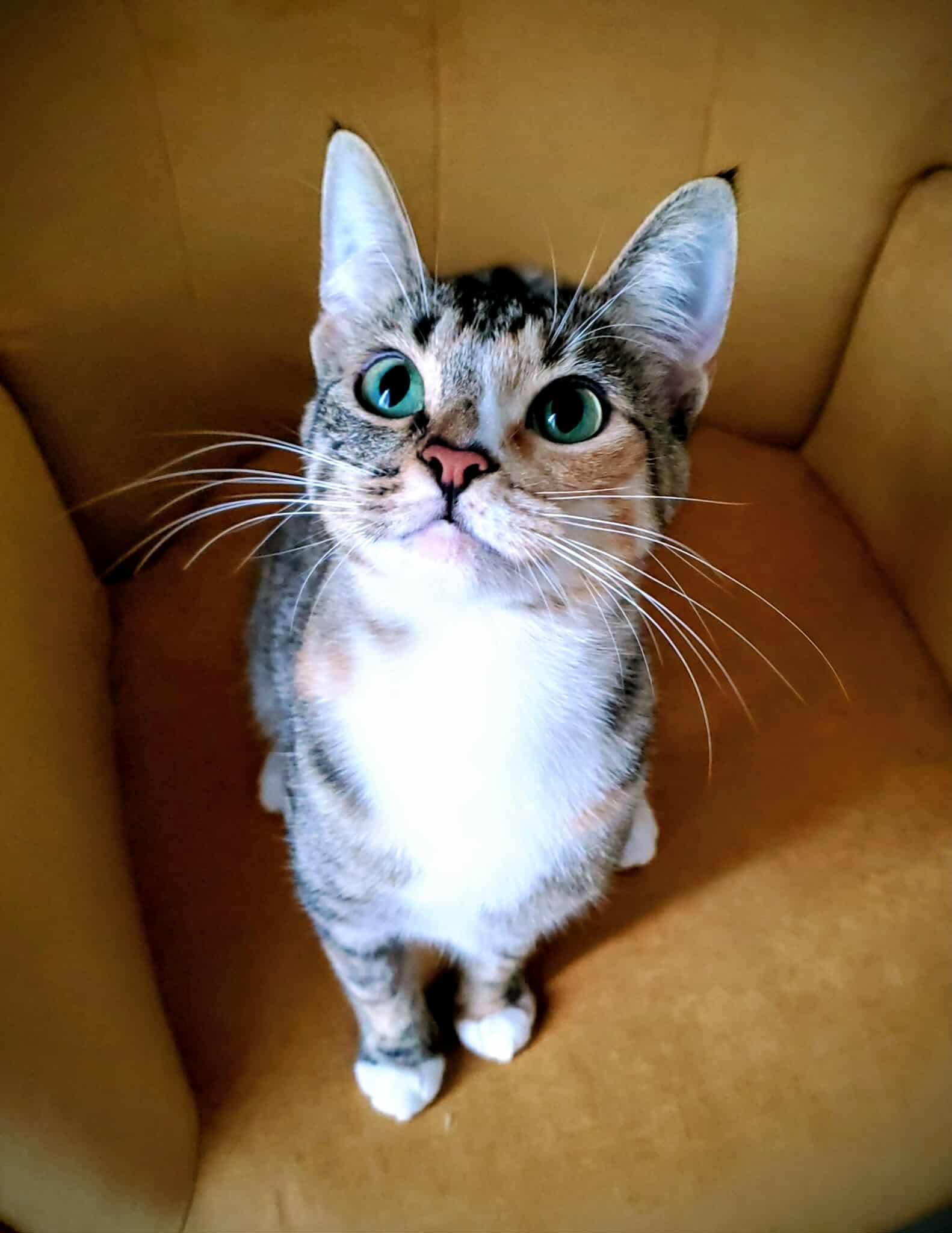 Momma Lily, a Adoptable Domestic Short Hair in Winnipeg, MB image 2/2