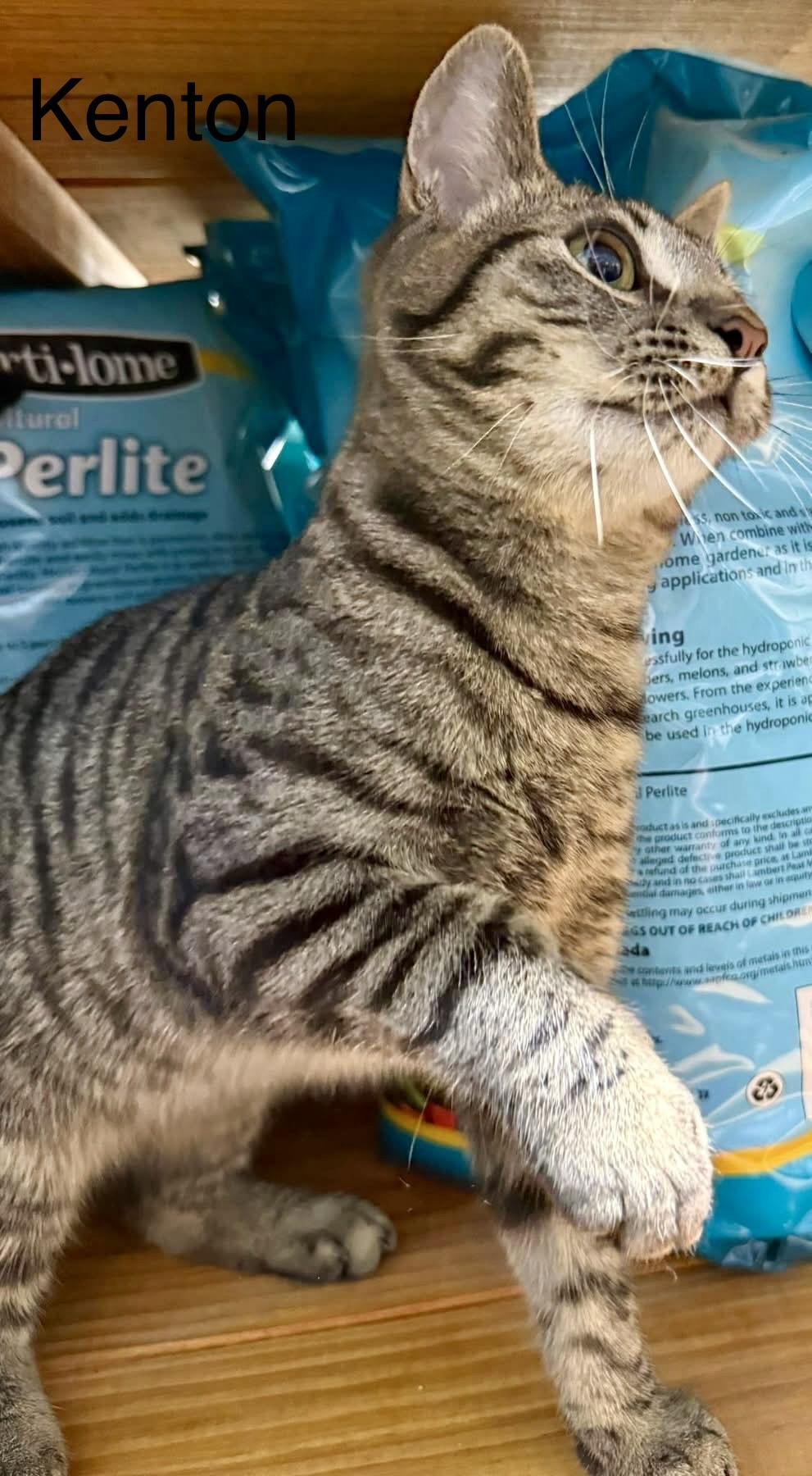 Enlarge Kenton playful friendly , an adopted Tabby in Jackson, GA image 4/4