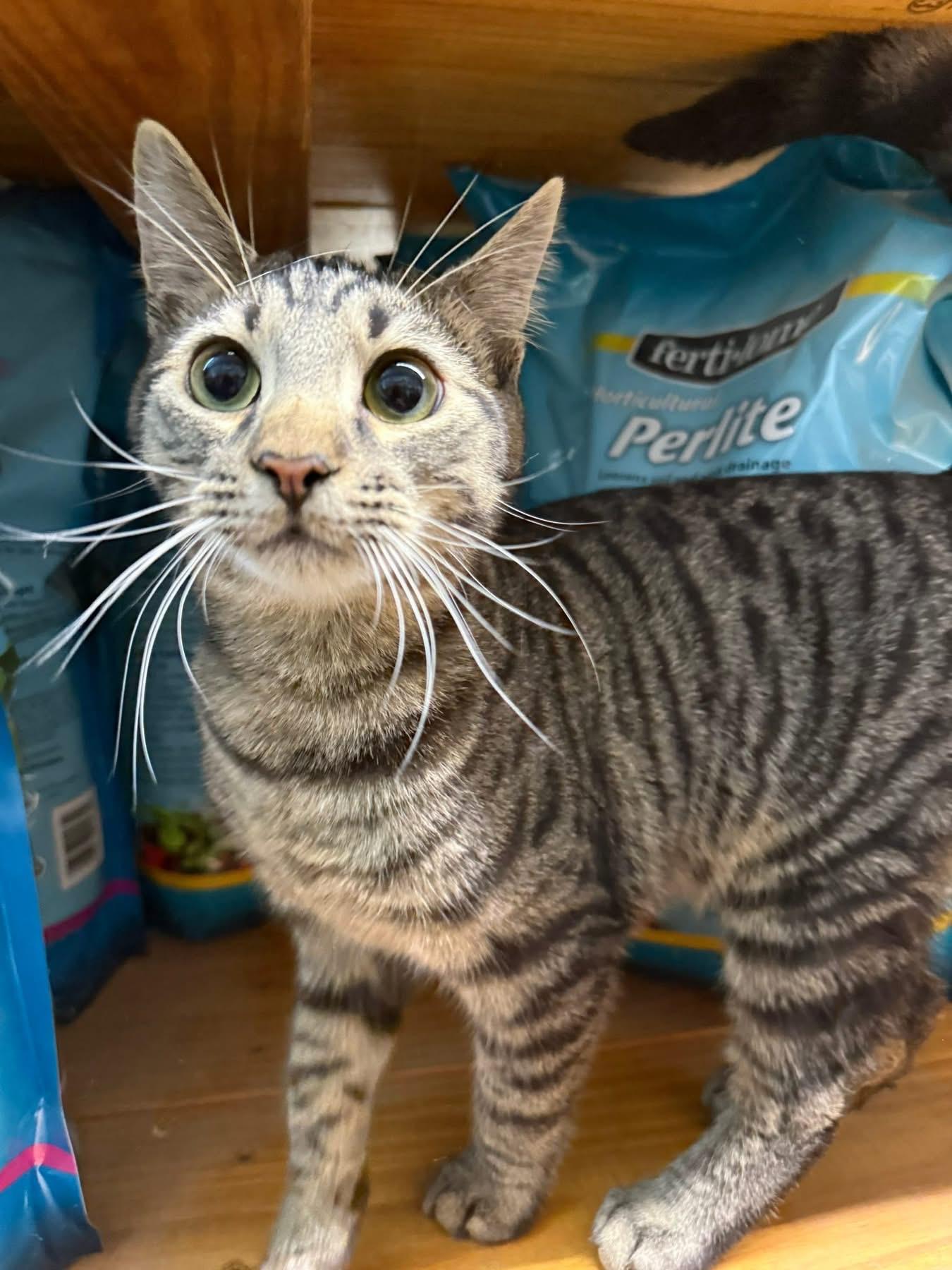 Enlarge Kenton playful friendly , an adopted Tabby in Jackson, GA image 2/4