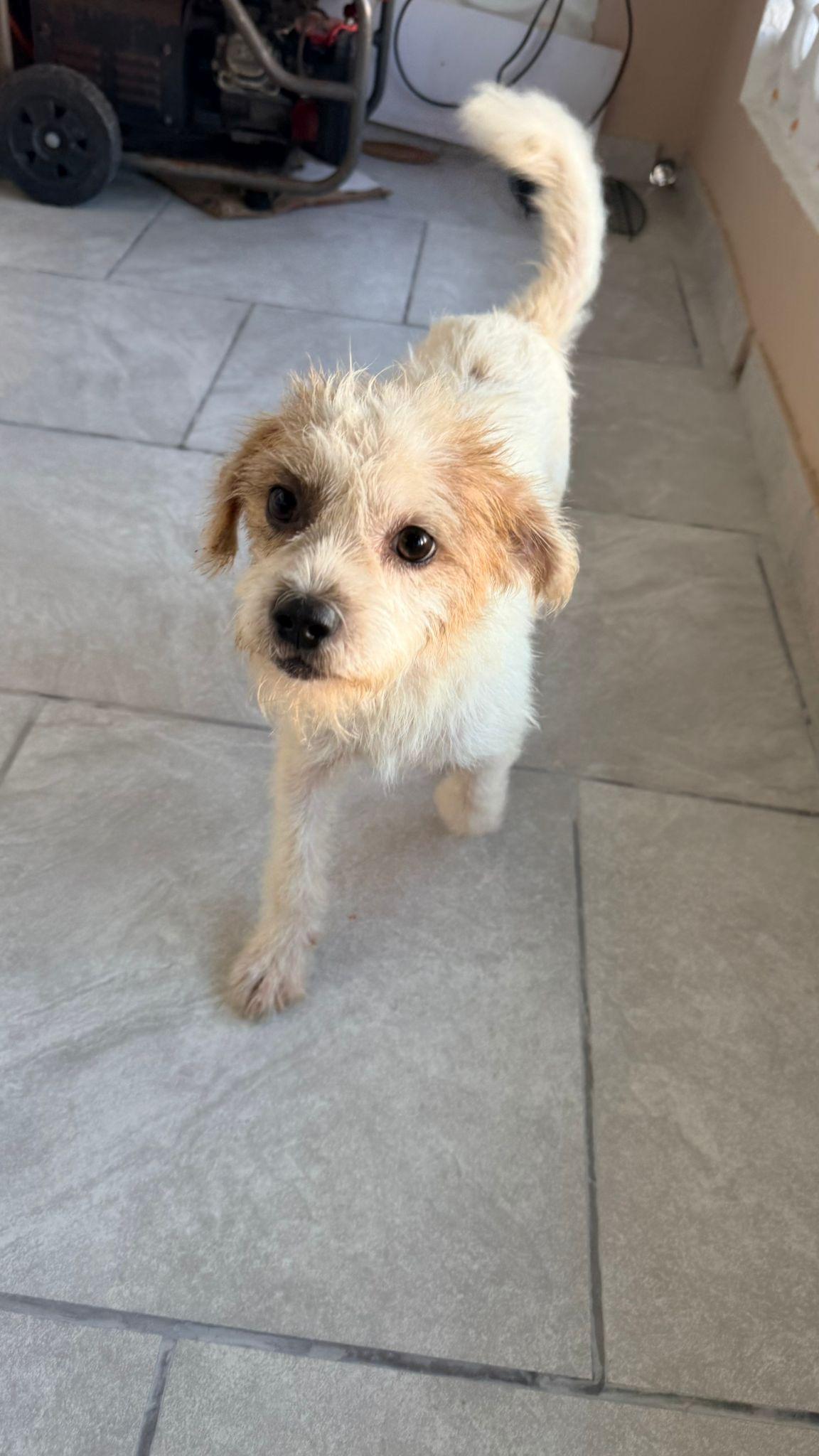 Enlarge SNOW (male), a Adoptable mixed breed in Falls Church, VA image 6/6