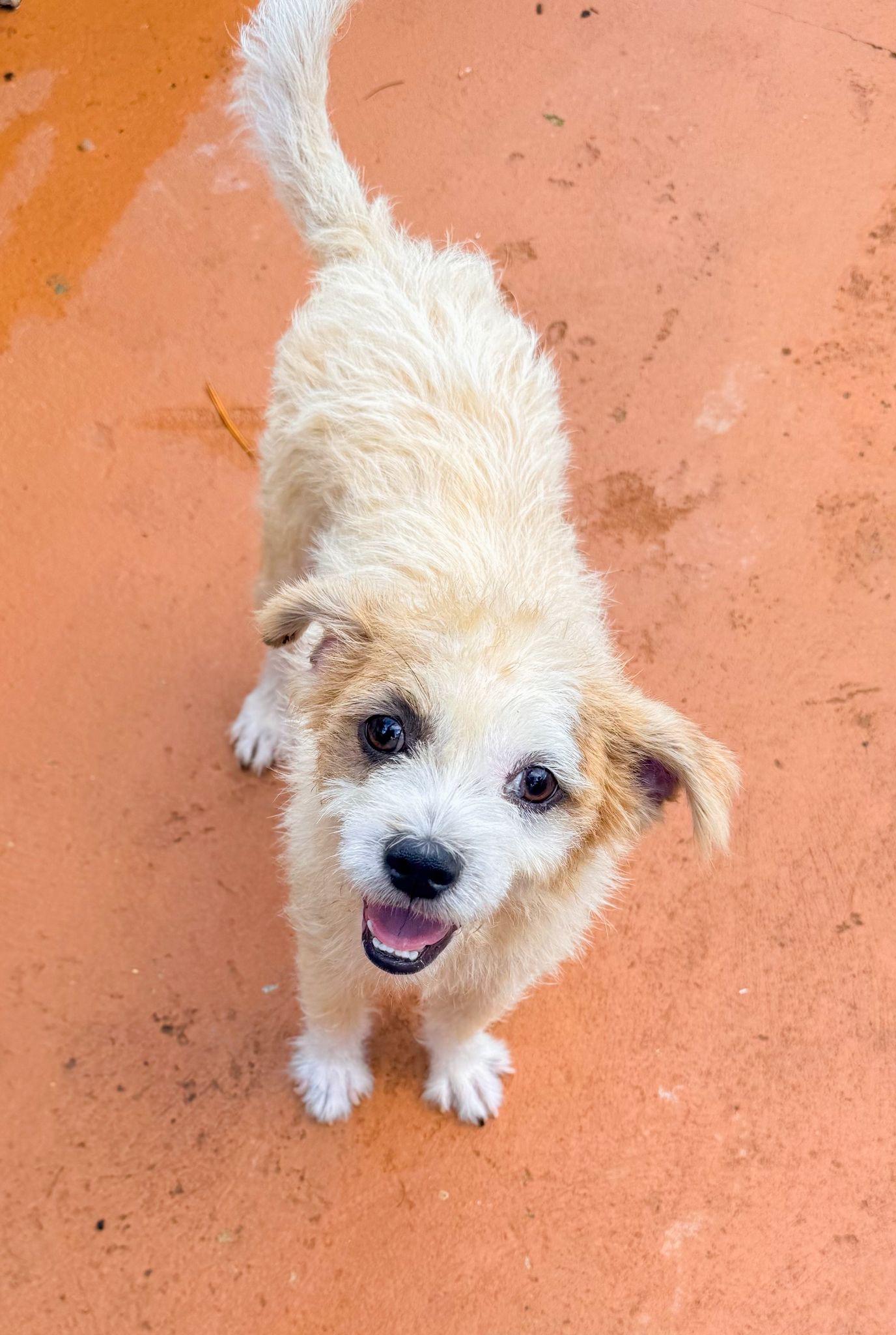 Enlarge SNOW (male), a Adoptable mixed breed in Falls Church, VA image 5/6