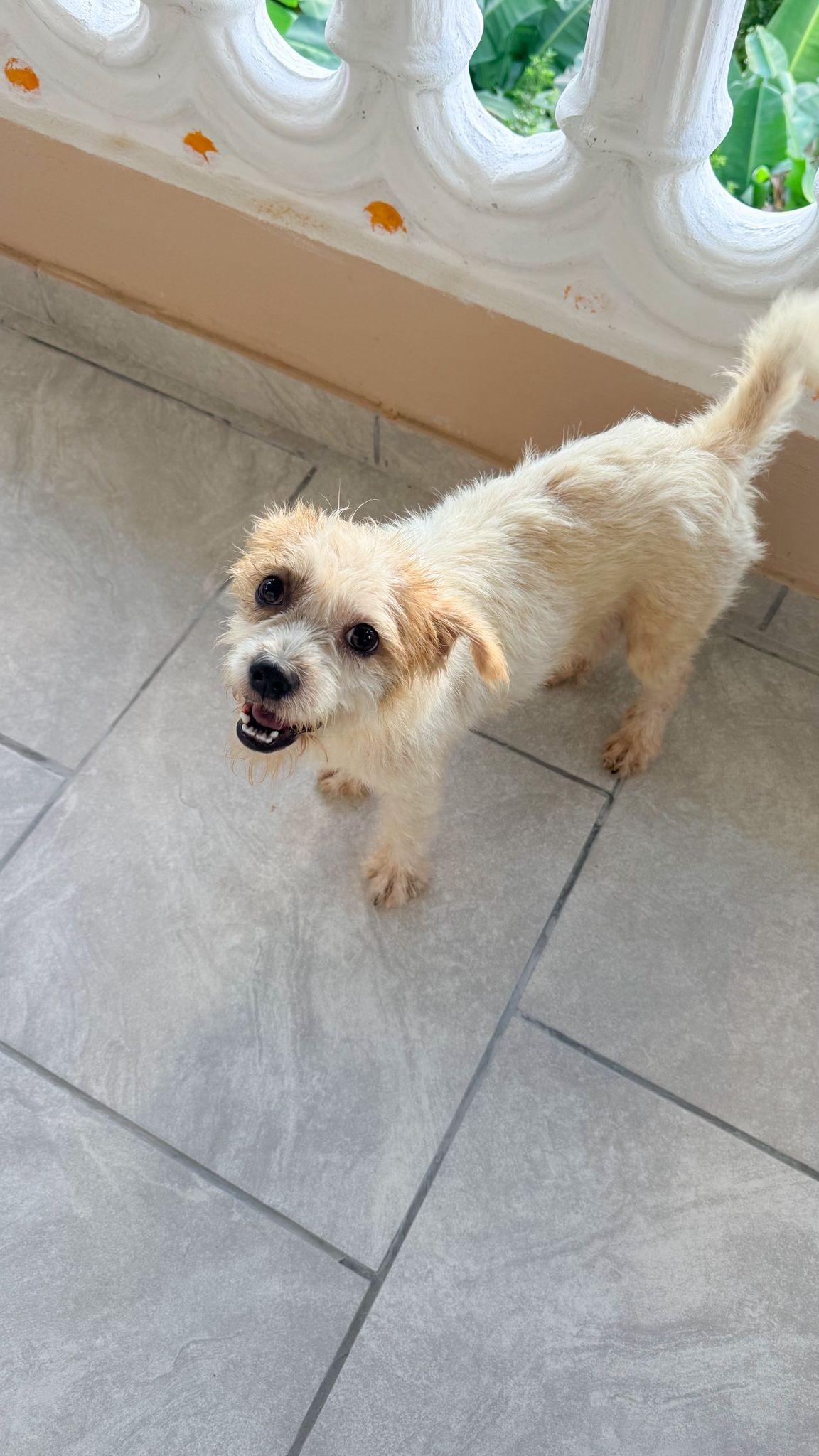 Enlarge SNOW (male), a Adoptable mixed breed in Falls Church, VA image 4/6