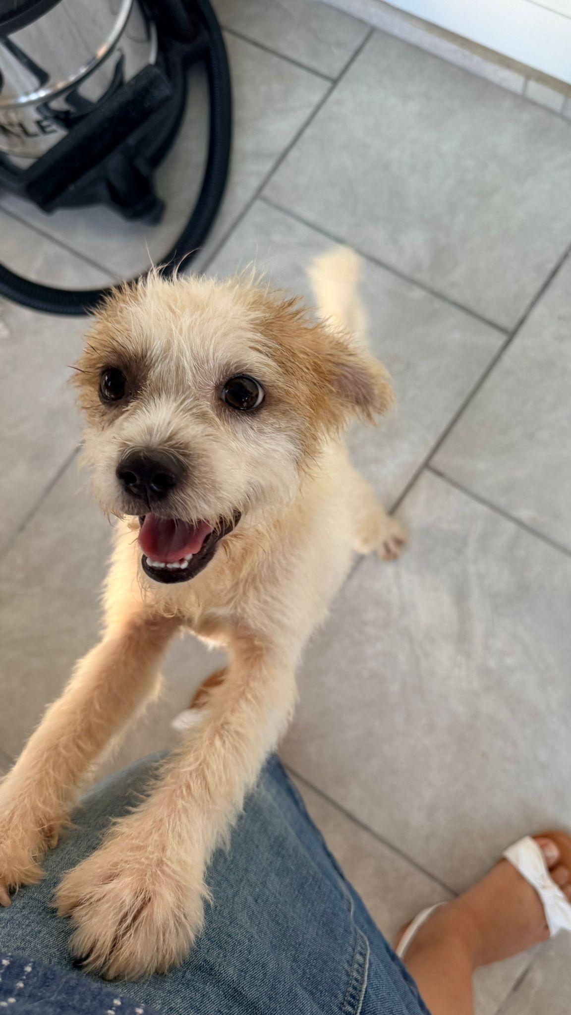 Enlarge SNOW (male), a Adoptable mixed breed in Falls Church, VA image 2/6