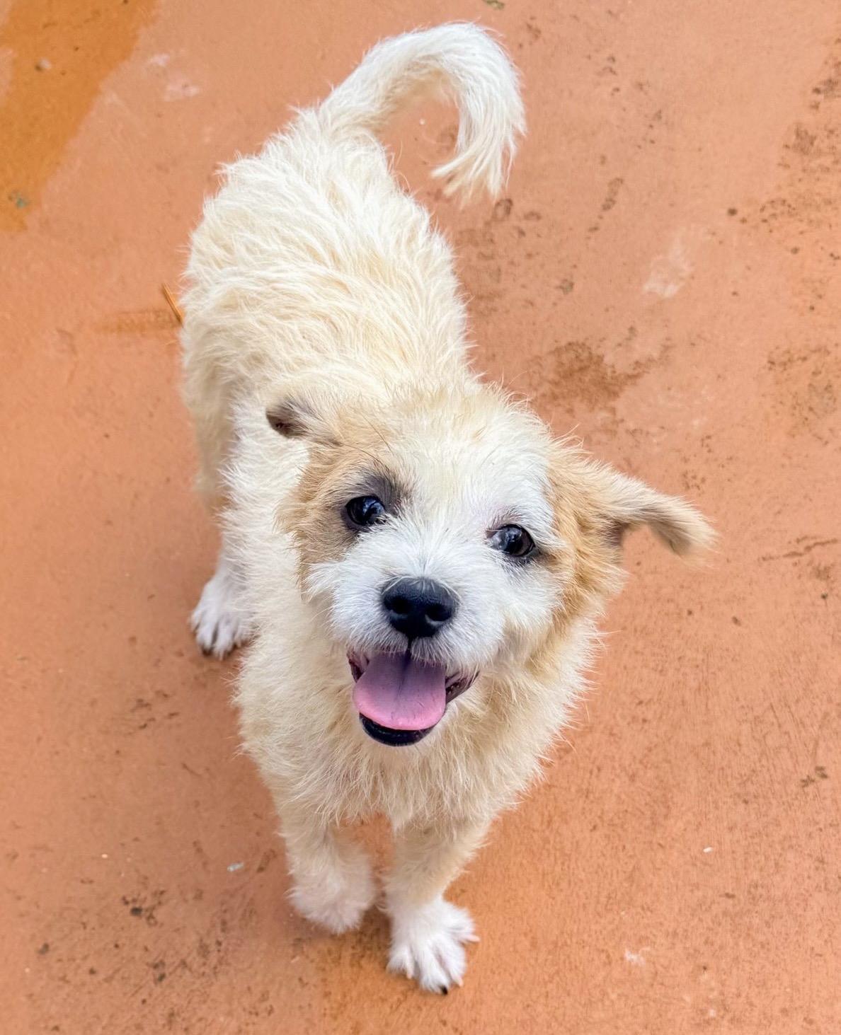 Enlarge SNOW (male), a Adoptable mixed breed in Falls Church, VA image 1/6