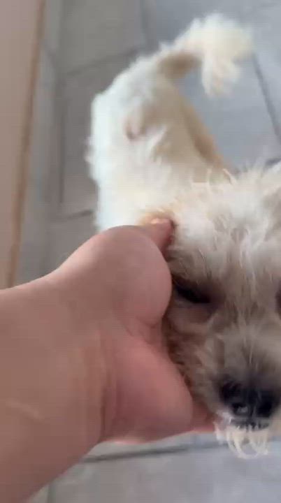 Enlarge SNOW (male), a Adoptable mixed breed in Falls Church, VA video 3/6