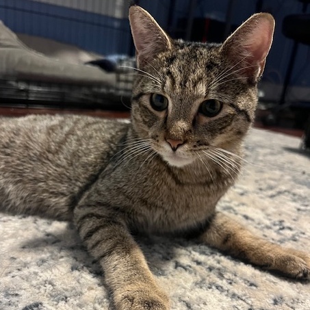 Meeko photo 3