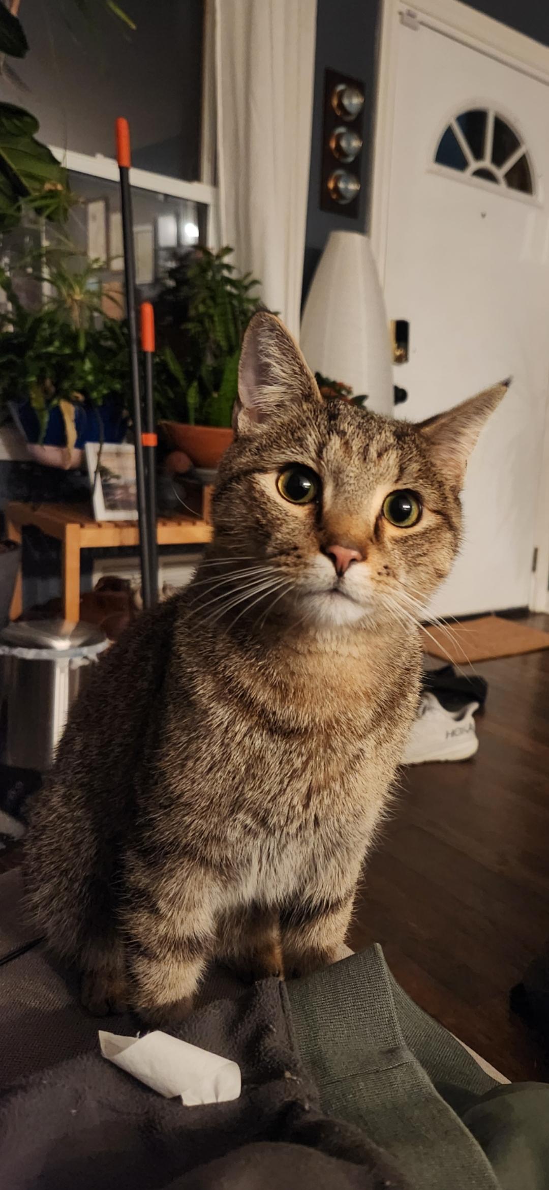Meeko photo 2