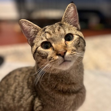 Meeko, Adult Male unknown