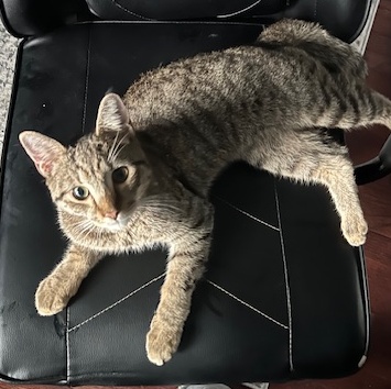 Meeko photo 4