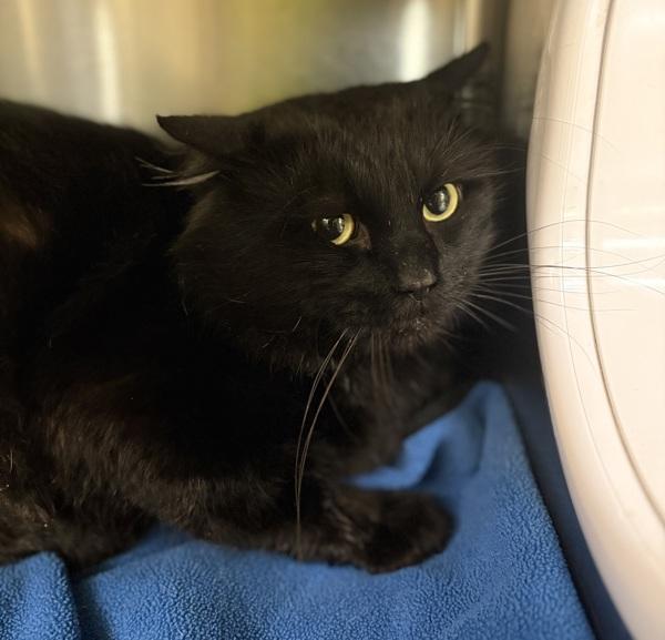 Fluff, Adoptable, Adult Male Domestic Medium Hair.