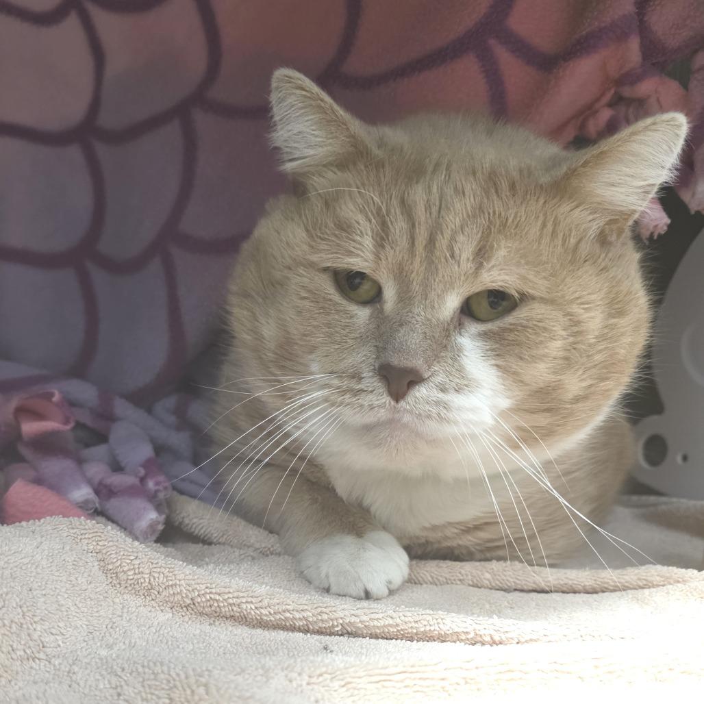 BB King, Adoptable, Adult Male Domestic Short Hair.