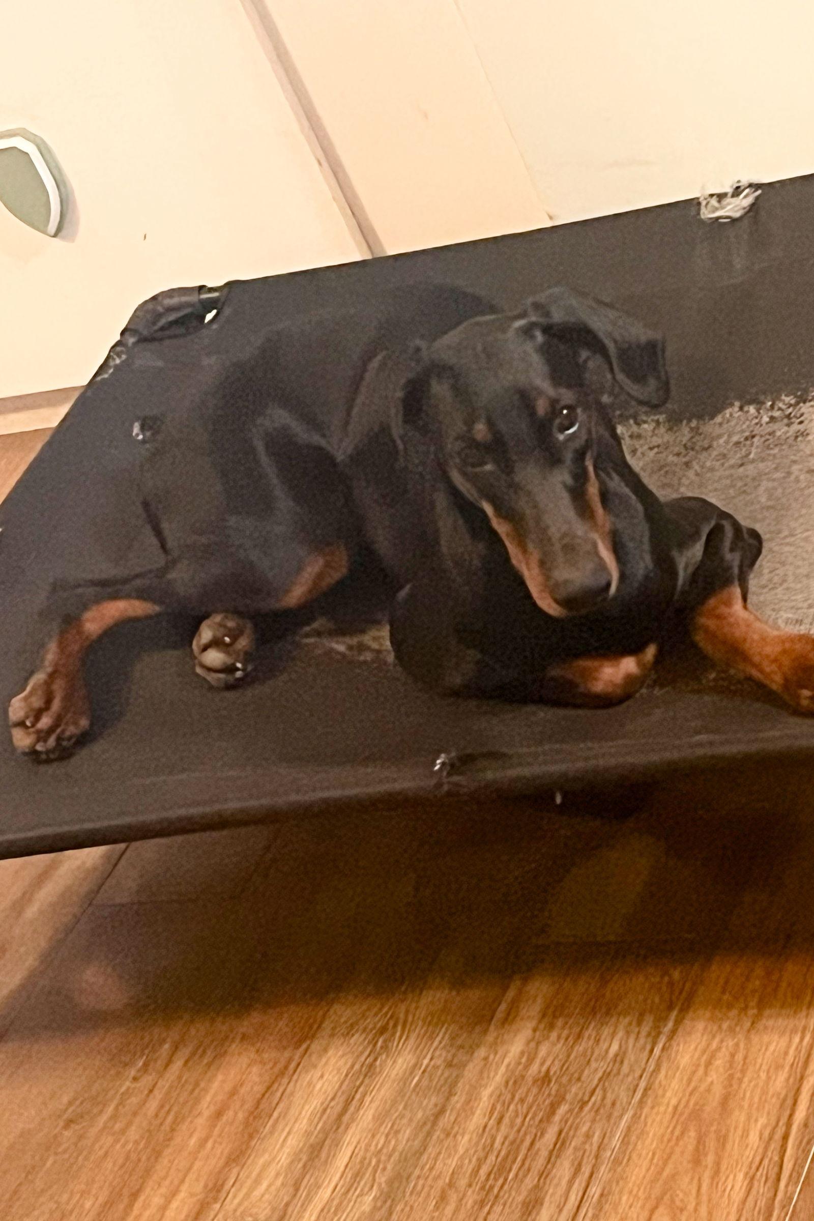 Rosie 3508, Adoptable, Young Female Doberman Pinscher.