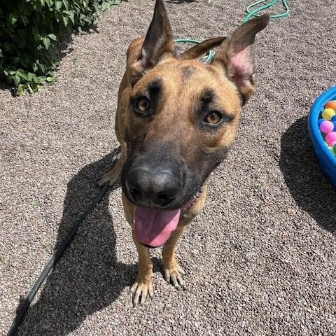 Anakin, an adoptable Mixed Breed in Great Falls, MT, 59405 | Photo Image 2