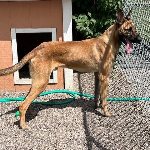 Anakin, an adoptable Mixed Breed in Great Falls, MT, 59405 | Photo Image 3