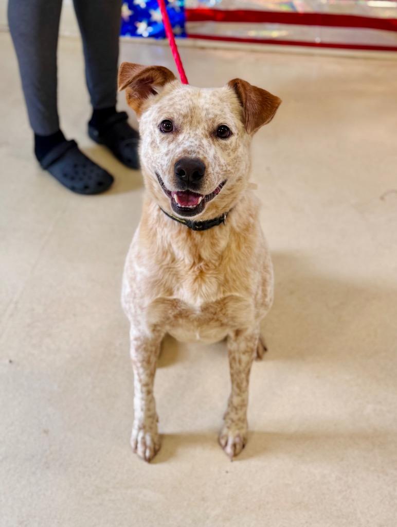 Enlarge Nubby, a Adoptable mixed breed in Albany, GA image 1/6