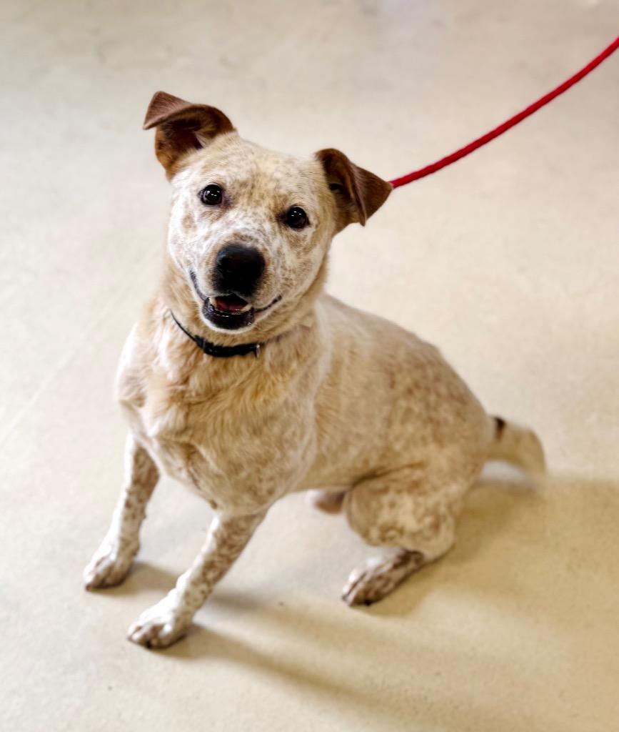 Enlarge Nubby, a Adoptable mixed breed in Albany, GA image 2/6