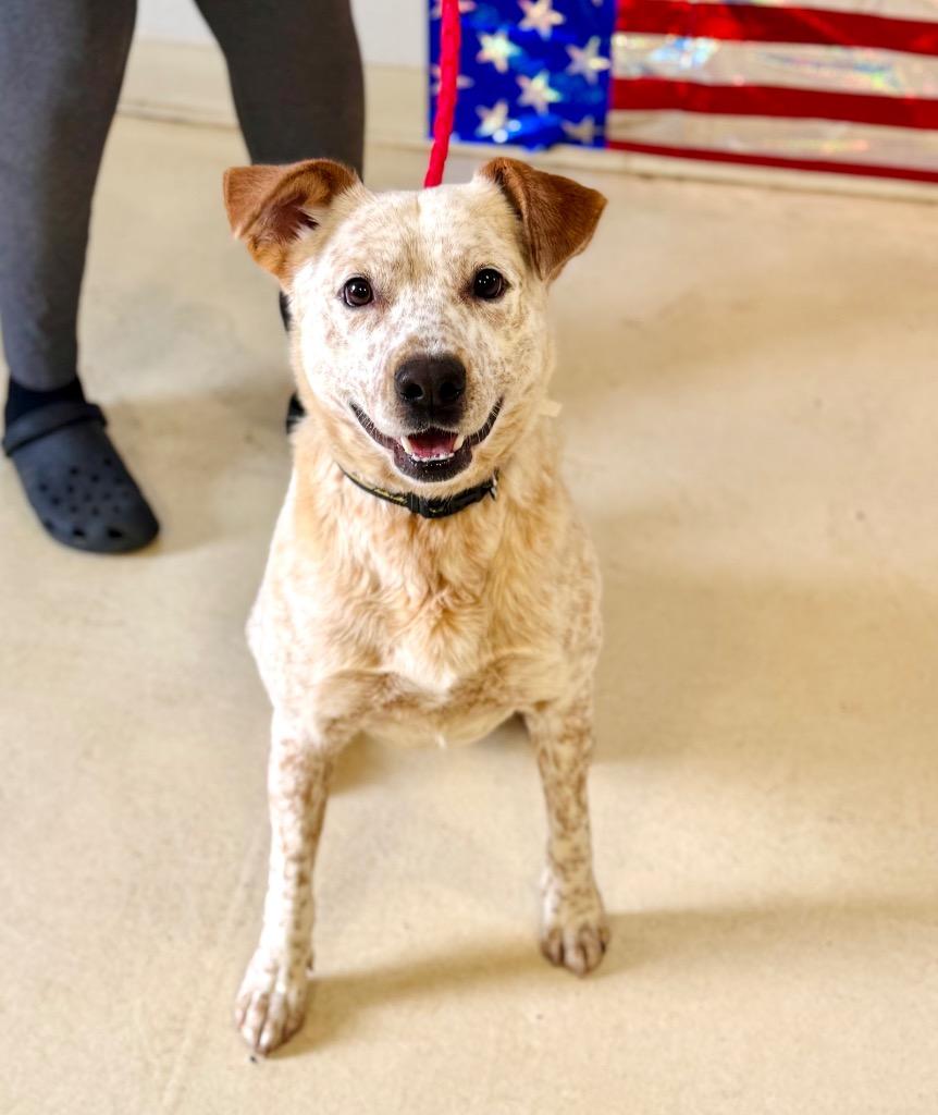Nubby, Adoptable, Young Male Australian Cattle Dog / Blue Heeler & Mixed Breed.