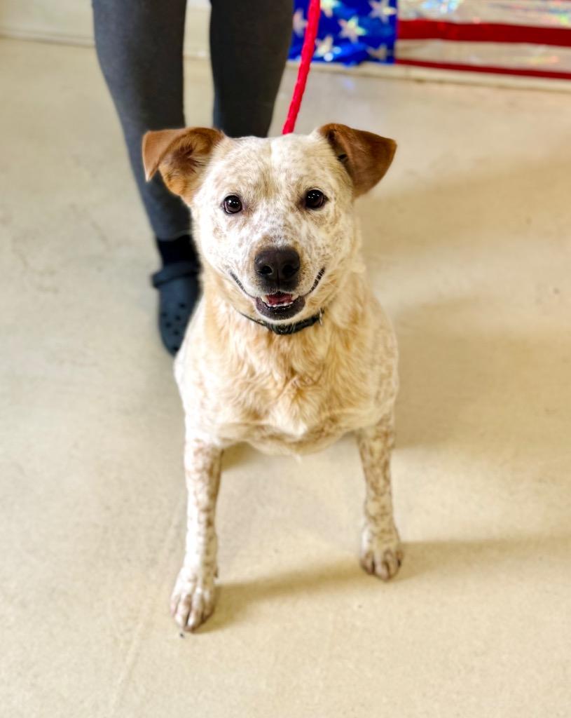 Enlarge Nubby, a Adoptable mixed breed in Albany, GA image 5/6