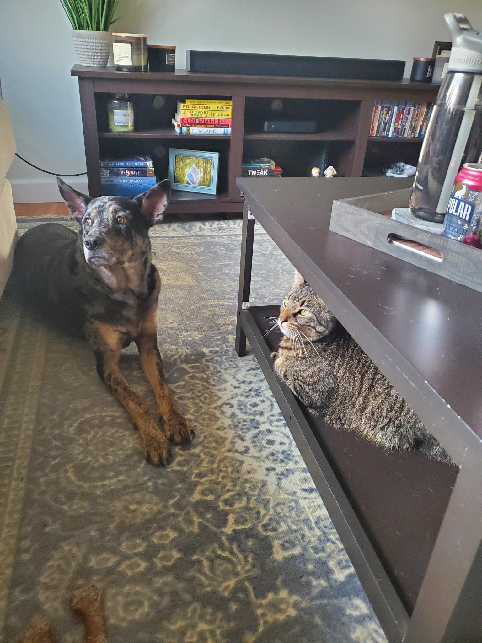 Leo - Nj thumbnail 4