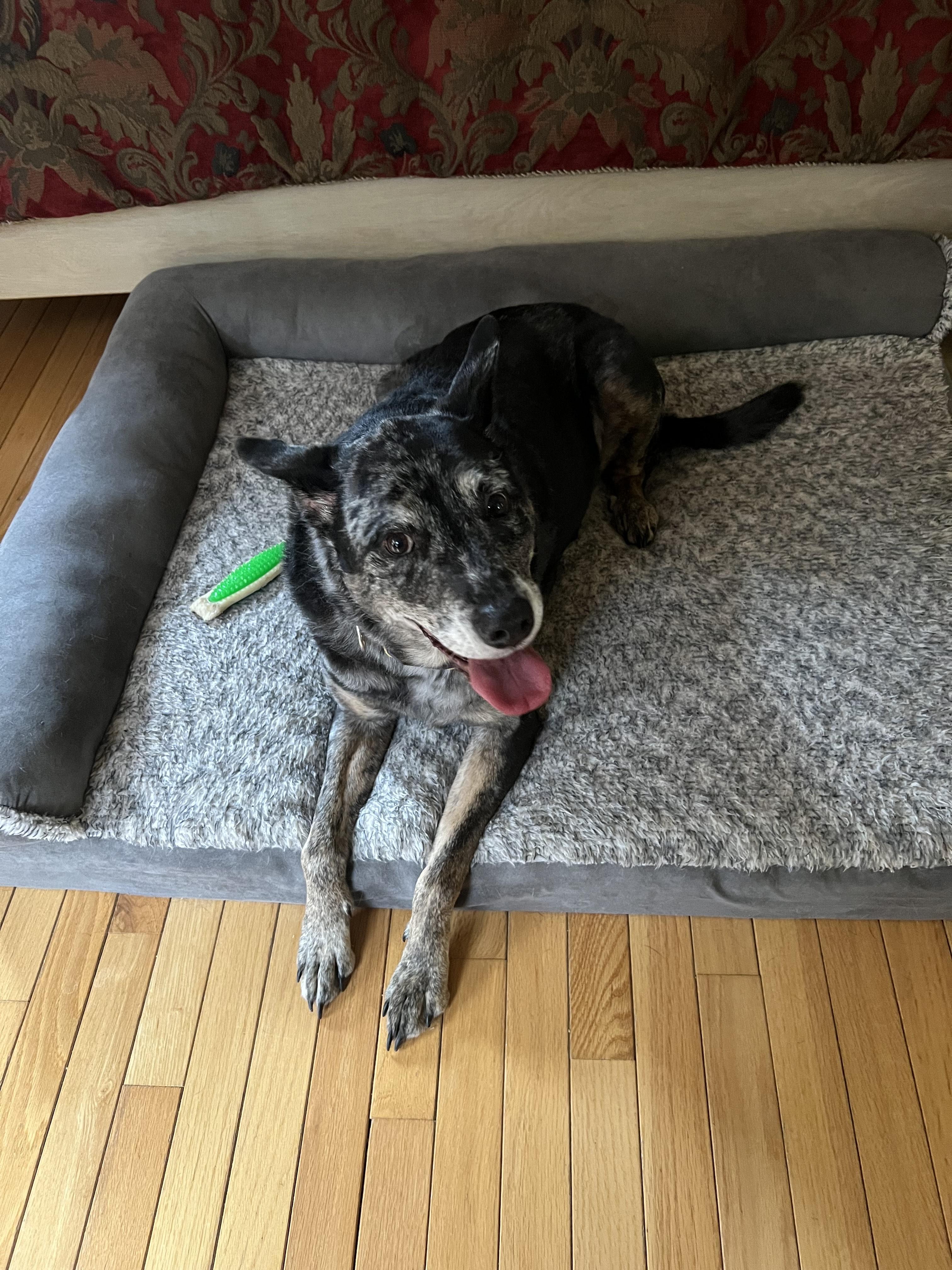 Leo - Nj thumbnail 5