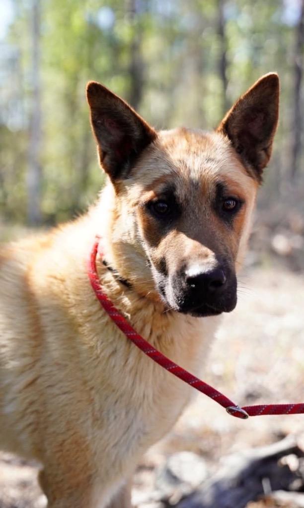 Otto, Adoptable, Puppy Male German Shepherd Dog.