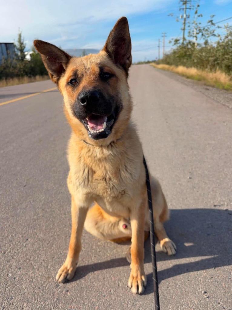 Otto, a Adoptable mixed breed in Yellowknife, NT image 2/3