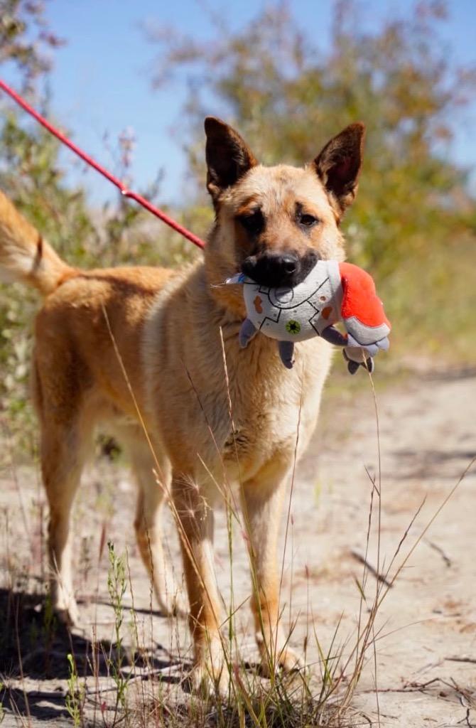 Otto, a Adoptable mixed breed in Yellowknife, NT image 3/3