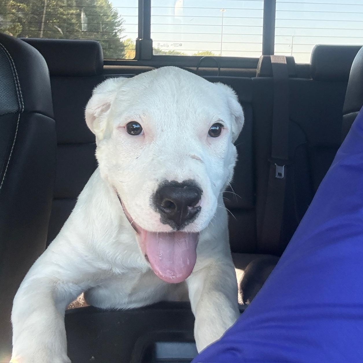 Freddy, Adoptable, Puppy Male Pit Bull Terrier.