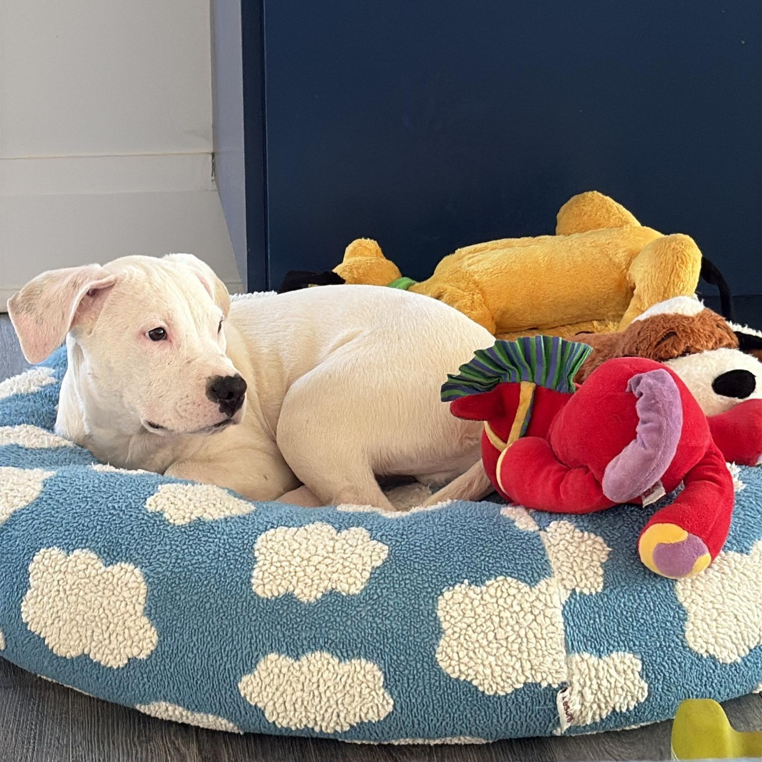 Enlarge Freddy, a Adoptable mixed breed in Charlotte, NC image 3/3