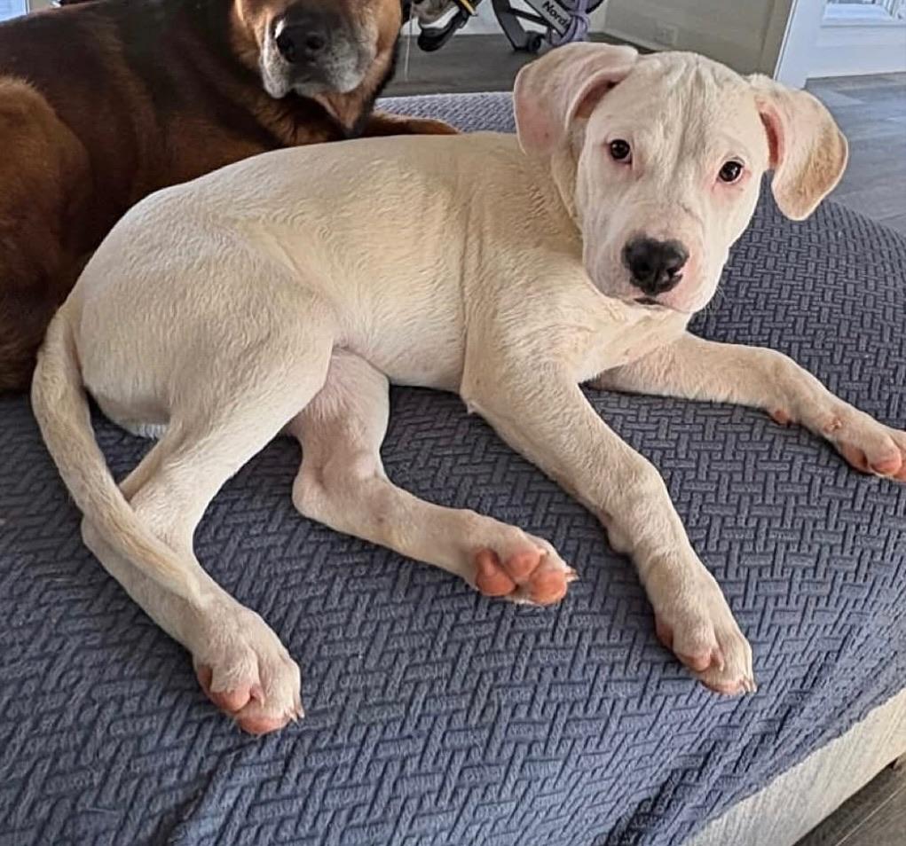 Enlarge Freddy, a Adoptable mixed breed in Charlotte, NC image 2/3