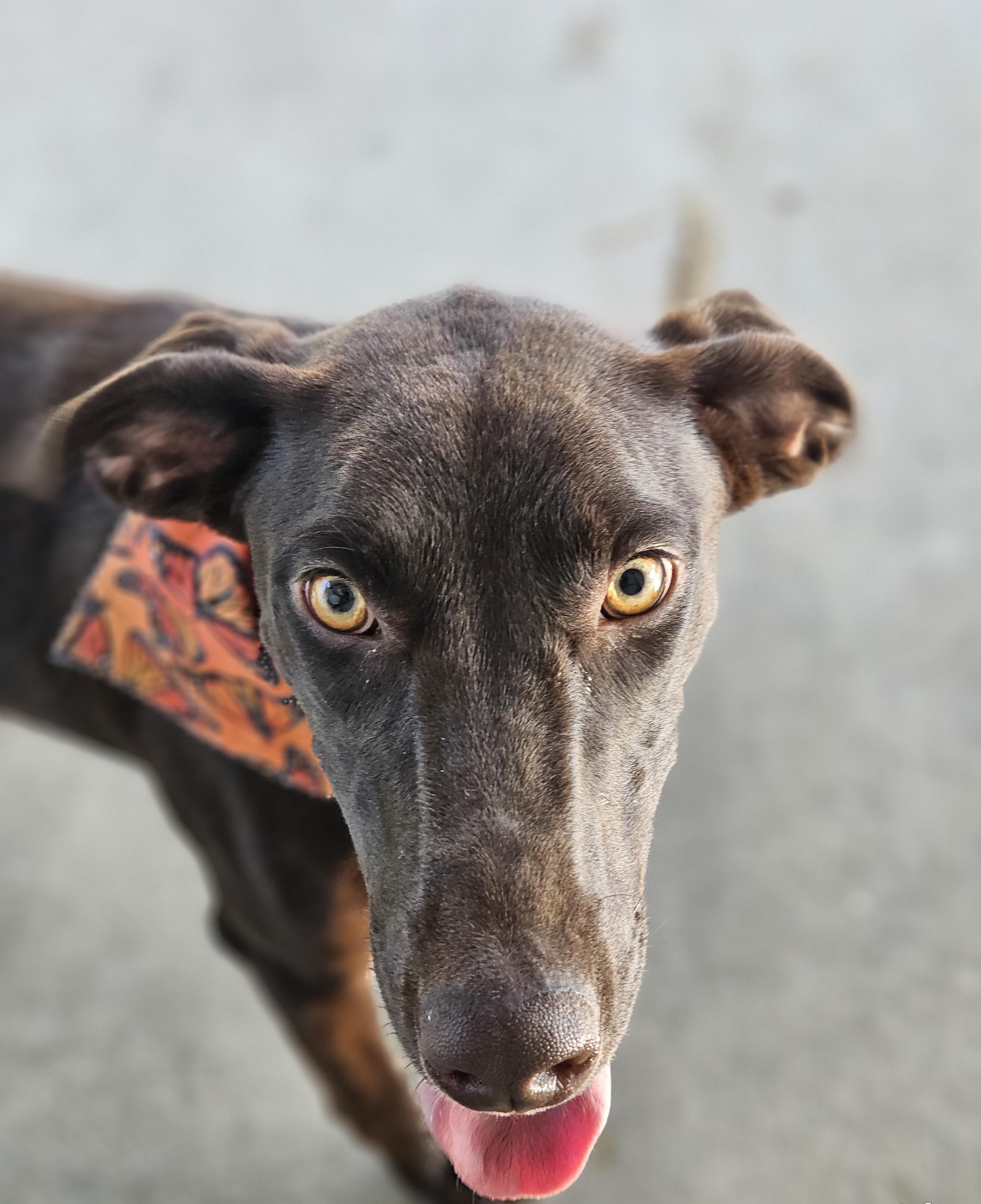 Dusk, Adoptable, Young Female Australian Kelpie.
