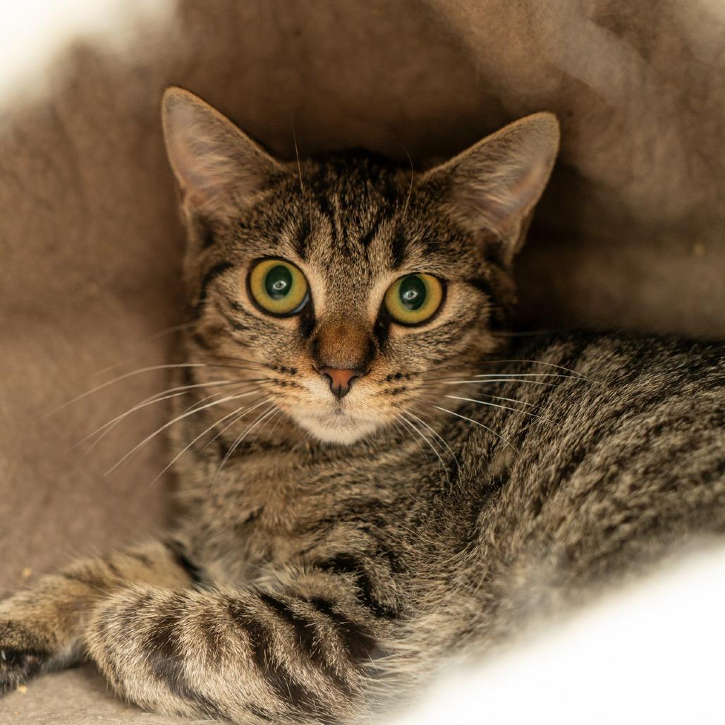 Johnson, Adoptable, Young Female Domestic Short Hair.