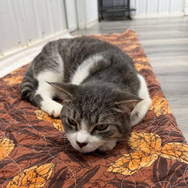 Enlarge Will, a Adoptable Domestic Short Hair in Alma, MI image 2/3