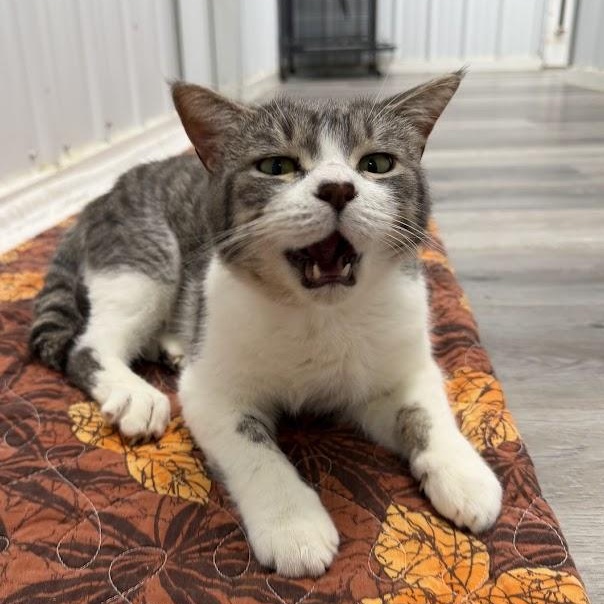 Will, Adoptable, Adult Male Domestic Short Hair.