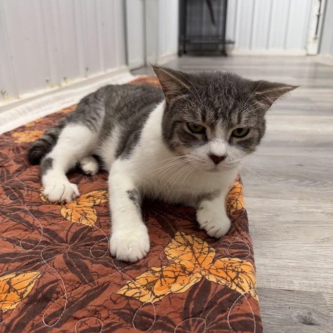 Enlarge Will, a Adoptable Domestic Short Hair in Alma, MI image 3/3