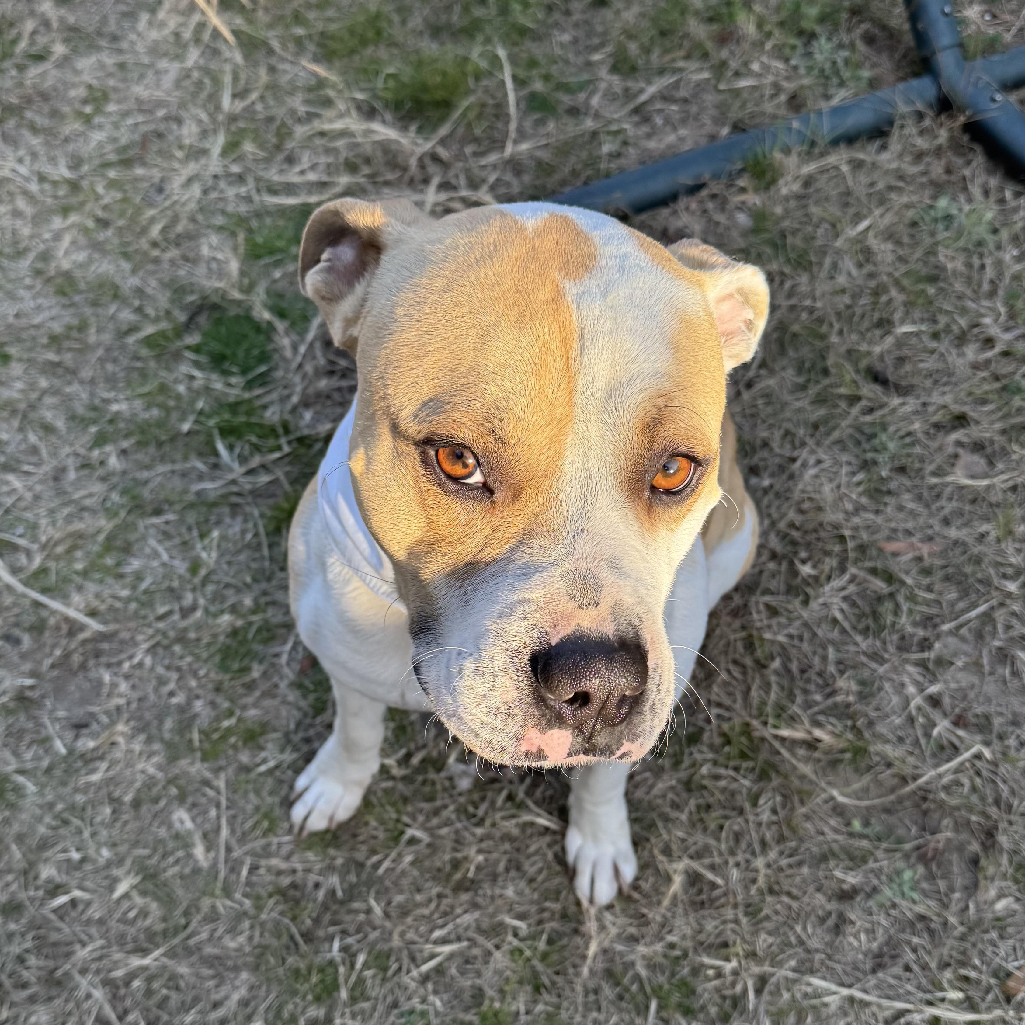 Claude — thumbnail 4