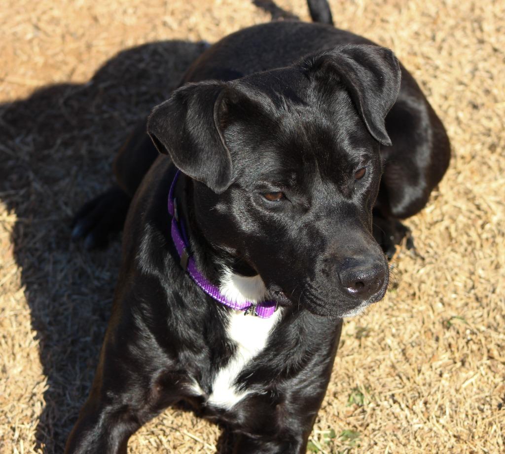 Dierdra, Adopted, Young Female Labrador Retriever & Pit Bull Terrier.