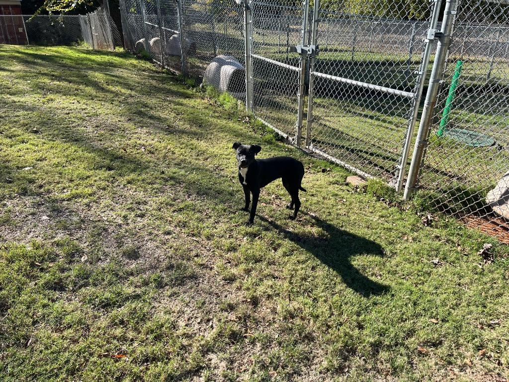 Enlarge Dierdra, a Adopted mixed breed in Noble, OK image 2/6