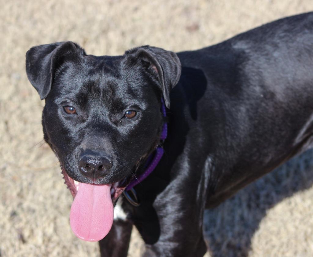 Enlarge Dierdra, a Adopted mixed breed in Noble, OK image 3/6