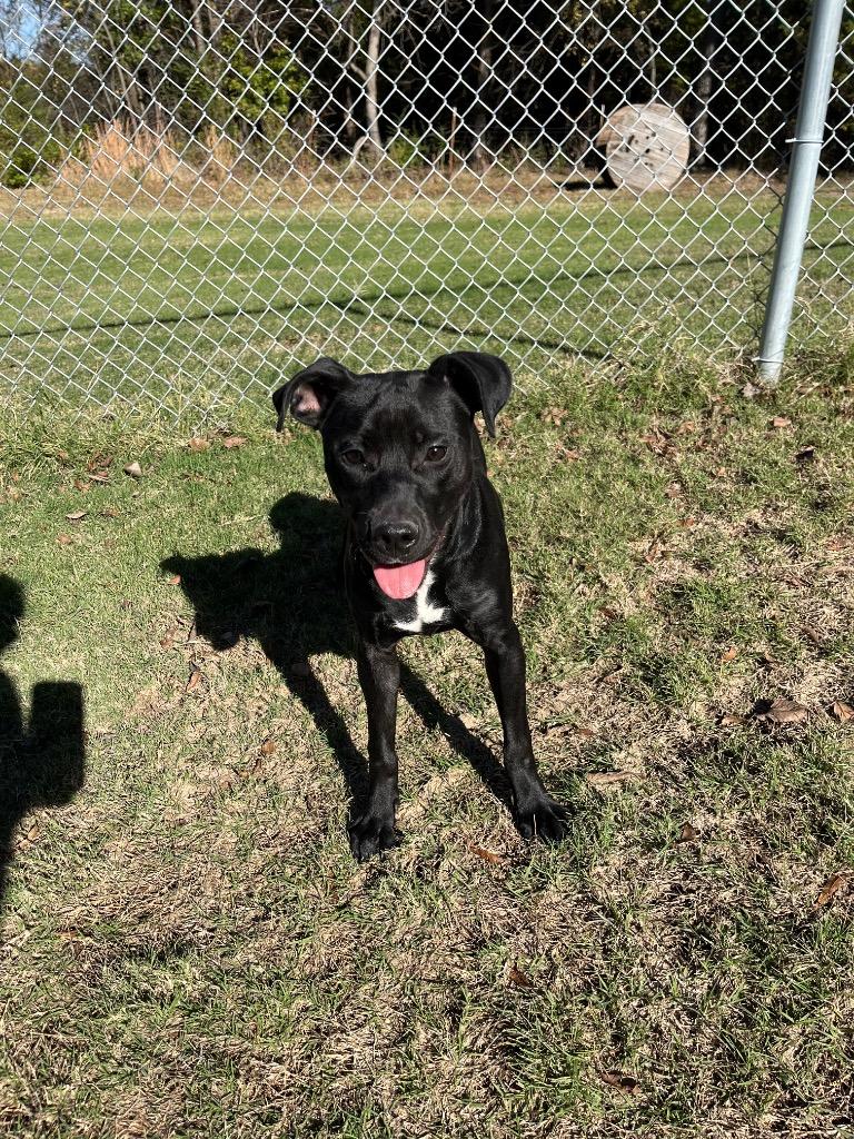 Enlarge Dierdra, a Adopted mixed breed in Noble, OK image 4/6