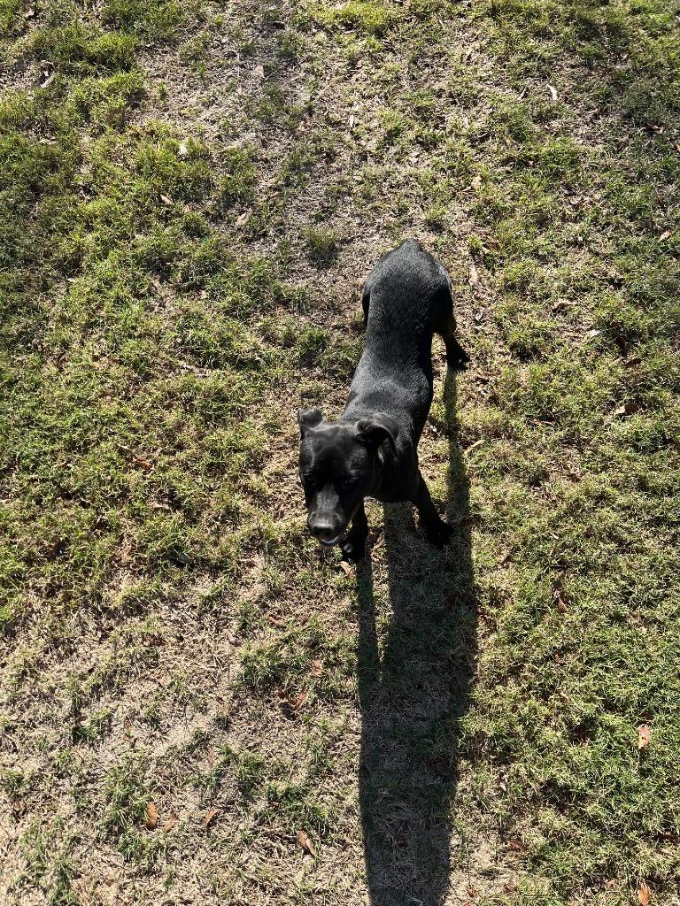 Enlarge Dierdra, a Adopted mixed breed in Noble, OK image 5/6